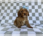 Small #5 Cockapoo (Miniature)