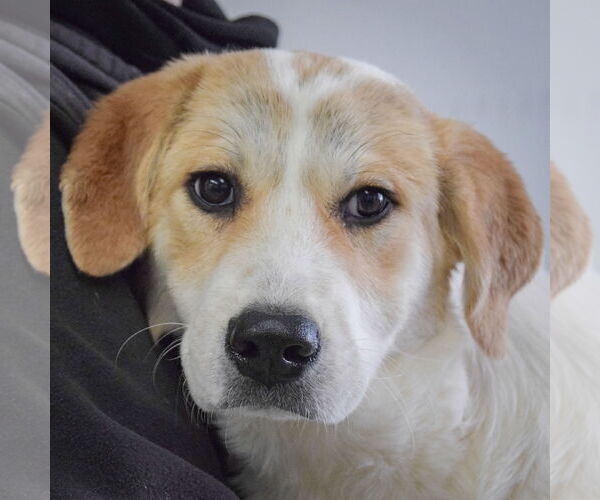 Medium Photo #5 Labrenees Puppy For Sale in Huntley, IL, USA