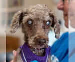 Small #17 Poodle (Miniature) Mix
