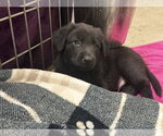 Small #4 Border Collie Mix