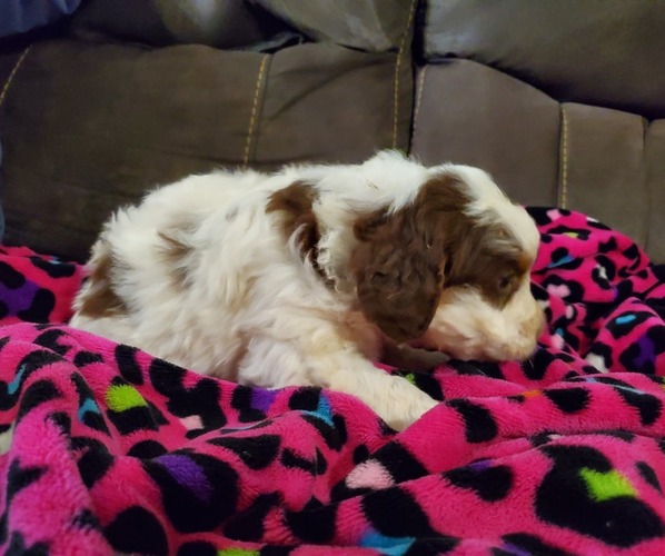 Medium Photo #15 Miniature Bernedoodle Puppy For Sale in LEETONIA, OH, USA