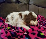 Small #14 Miniature Bernedoodle