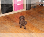 Small Photo #4 Poodle (Standard) Puppy For Sale in SPENCER, TN, USA