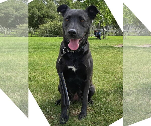 Medium Photo #8 Labrador Retriever-Unknown Mix Puppy For Sale in San Diego, CA, USA