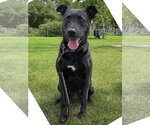 Small #7 Labrador Retriever Mix