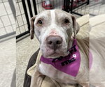 Small #4 American Staffordshire Terrier Mix