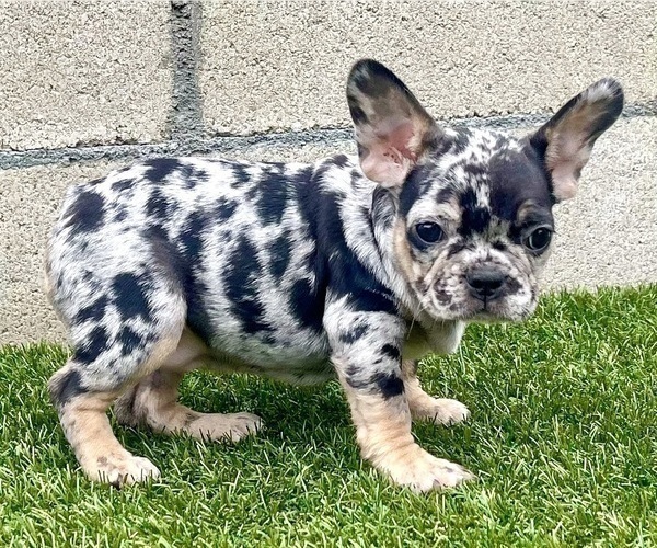 Medium Photo #3 French Bulldog Puppy For Sale in HOUSTON, TX, USA