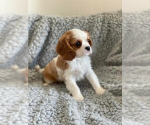 Cavalier King Charles Spaniel Puppy for sale in MILTON, FL, USA