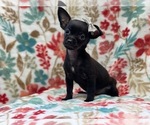 Small Photo #6 Chihuahua Puppy For Sale in LAKELAND, FL, USA