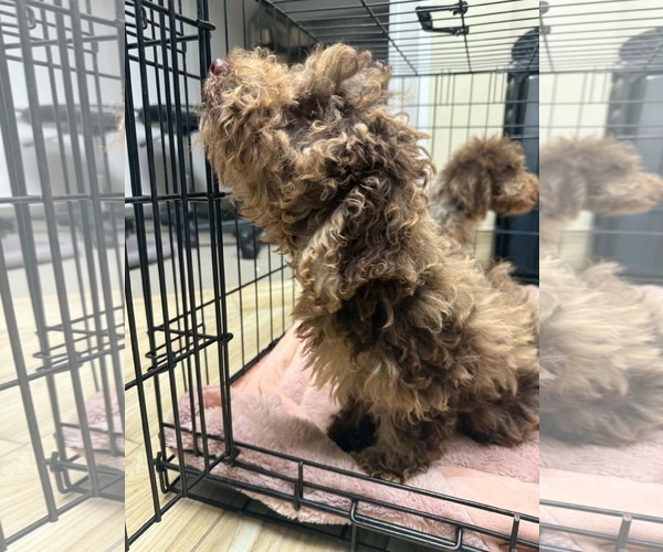 Medium Photo #3 Bernese Mountain Dog-Poodle (Miniature) Mix Puppy For Sale in Valrico, FL, USA