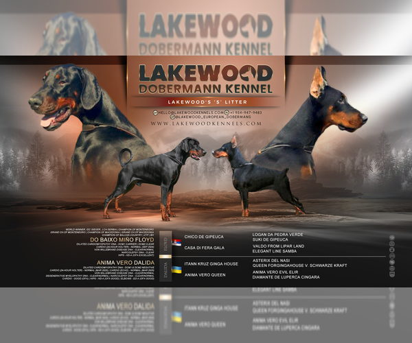 Medium Photo #1 Doberman Pinscher Puppy For Sale in FORT LAUDERDALE, FL, USA