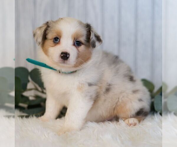 Medium Photo #2 Miniature Australian Shepherd Puppy For Sale in REBERSBURG, PA, USA