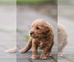 Puppy 2 Goldendoodle-Poodle (Miniature) Mix