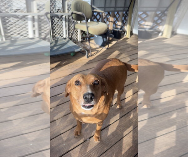 Medium Photo #6 Labbe Puppy For Sale in Oakhurst, NJ, USA