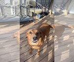Small Photo #6 Labbe Puppy For Sale in Oakhurst, NJ, USA