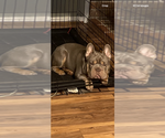 Small Photo #1 French Bulldog Puppy For Sale in LEESVILLE, LA, USA