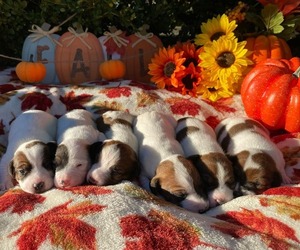 Jack Russell Terrier Litter for sale in LINCOLN, IL, USA