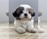 Puppy 1 Shih Tzu