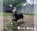 Small #14 Dachshund