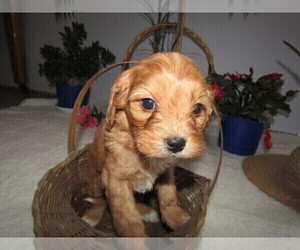 Cavalier King Charles Spaniel Puppy for sale in GRAND RAPIDS, MI, USA