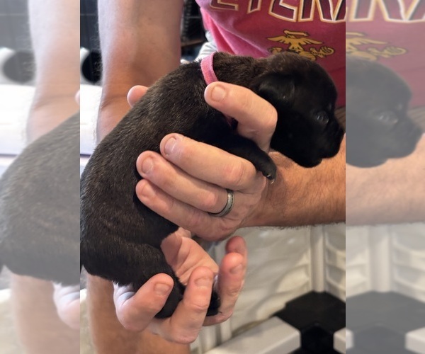 Medium Photo #76 Cane Corso Puppy For Sale in REEVESVILLE, SC, USA