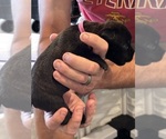 Small Photo #76 Cane Corso Puppy For Sale in REEVESVILLE, SC, USA