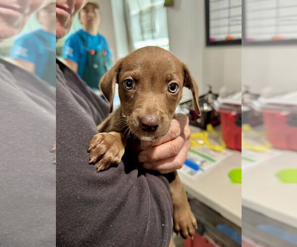 Medium Photo #1 American Staffordshire Terrier-Unknown Mix Puppy For Sale in Brewster, NY, USA