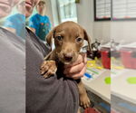 Small American Staffordshire Terrier Mix