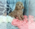 Small Photo #2 Cockapoo Puppy For Sale in SUGARCREEK, OH, USA