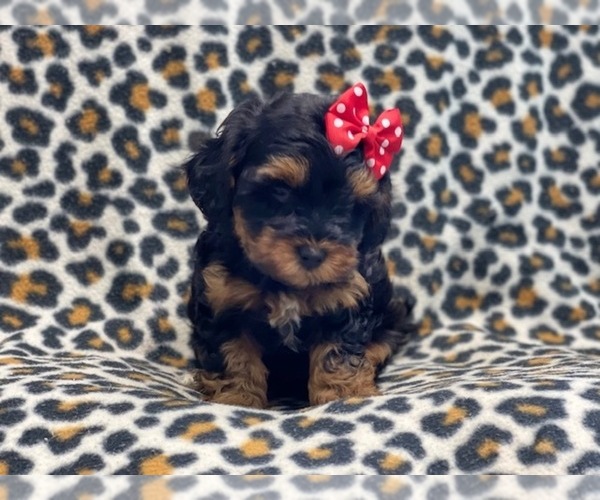 Full screen Photo #6 YorkiePoo Puppy For Sale in LAKELAND, FL, USA