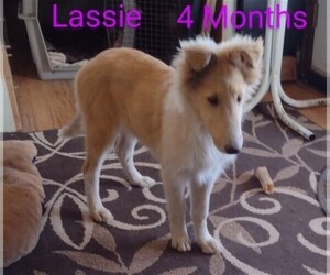 Collie Puppy for sale in KINROSS, IA, USA