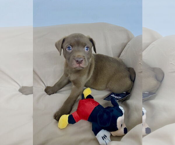 Medium Photo #1 Labrador Retriever-Unknown Mix Puppy For Sale in Hillsboro, MO, USA