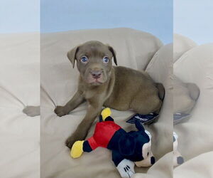 Labrador Retriever-Unknown Mix Dogs for adoption in Hillsboro, MO, USA