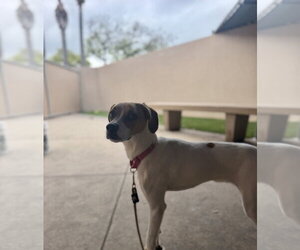 Jacques - Male Beagle-Unknown Mix Dog for Adoption - Photo #2