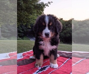 Bernese Mountain Dog Puppy for sale in FREDERICKSBG, OH, USA