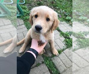 Golden Pyrenees-Golden Retriever Mix Puppy for sale in BUTLER, OH, USA