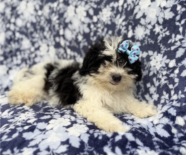 Medium Photo #1 Shih-Poo Puppy For Sale in LAKELAND, FL, USA