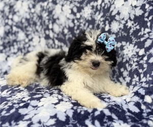 Shih-Poo Puppy for sale in LAKELAND, FL, USA