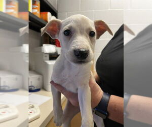 Labrador Retriever-Unknown Mix Dogs for adoption in Corpus Christi, TX, USA