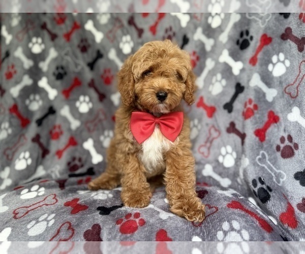 Medium Photo #6 Cockapoo (Miniature) Puppy For Sale in LAKELAND, FL, USA