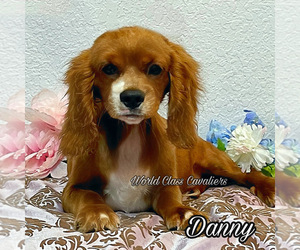 Cavalier King Charles Spaniel Puppy for sale in MIAMI, FL, USA