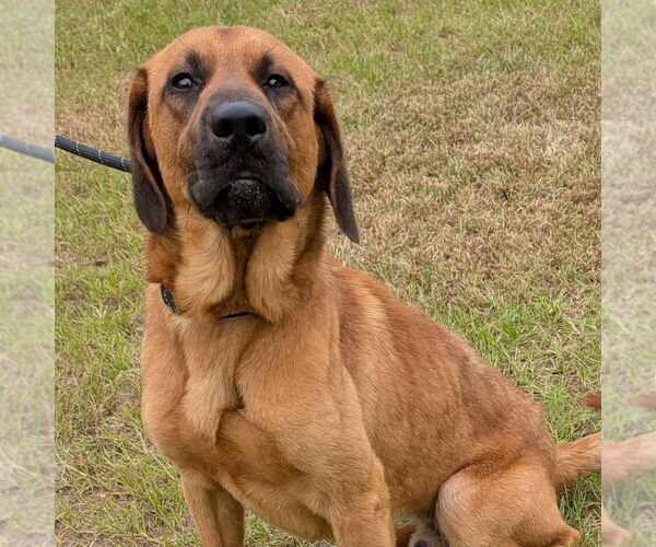 Medium Photo #3 Bloodhound-Unknown Mix Puppy For Sale in Canton, CT, USA