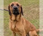 Small #2 Bloodhound Mix