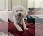 Small Photo #1 Bichon Frise Puppy For Sale in TUSCALOOSA, AL, USA