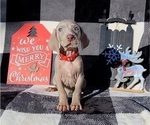 Small #24 Weimaraner