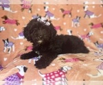 Small #7 Aussiedoodle Miniature 