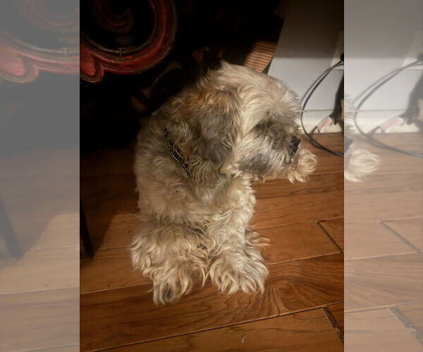 Medium Photo #3 Lhasa Apso-Unknown Mix Puppy For Sale in Fort Collins, CO, USA