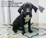 Small #8 Labrador Retriever-Plott Hound Mix