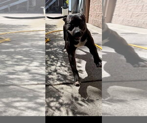Kayle - Female Mutt Dog for Adoption - Photo #28