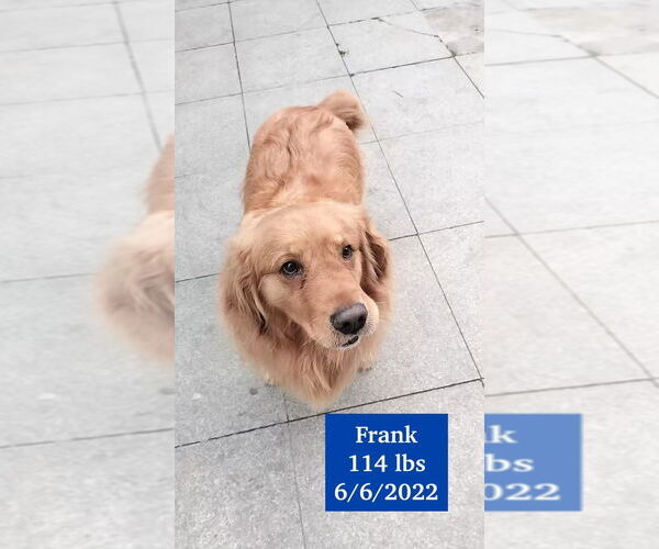 Medium Photo #3 Golden Retriever Puppy For Sale in West Hollywood, CA, USA
